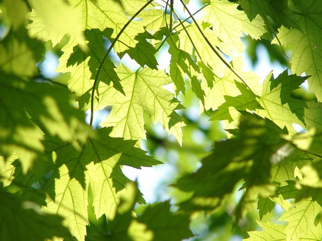 traduction secteur de l'environnement