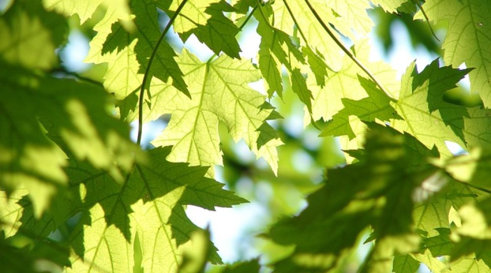 traduction secteur de l'environnement